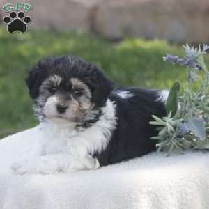 Snoopy, Havachon Puppy